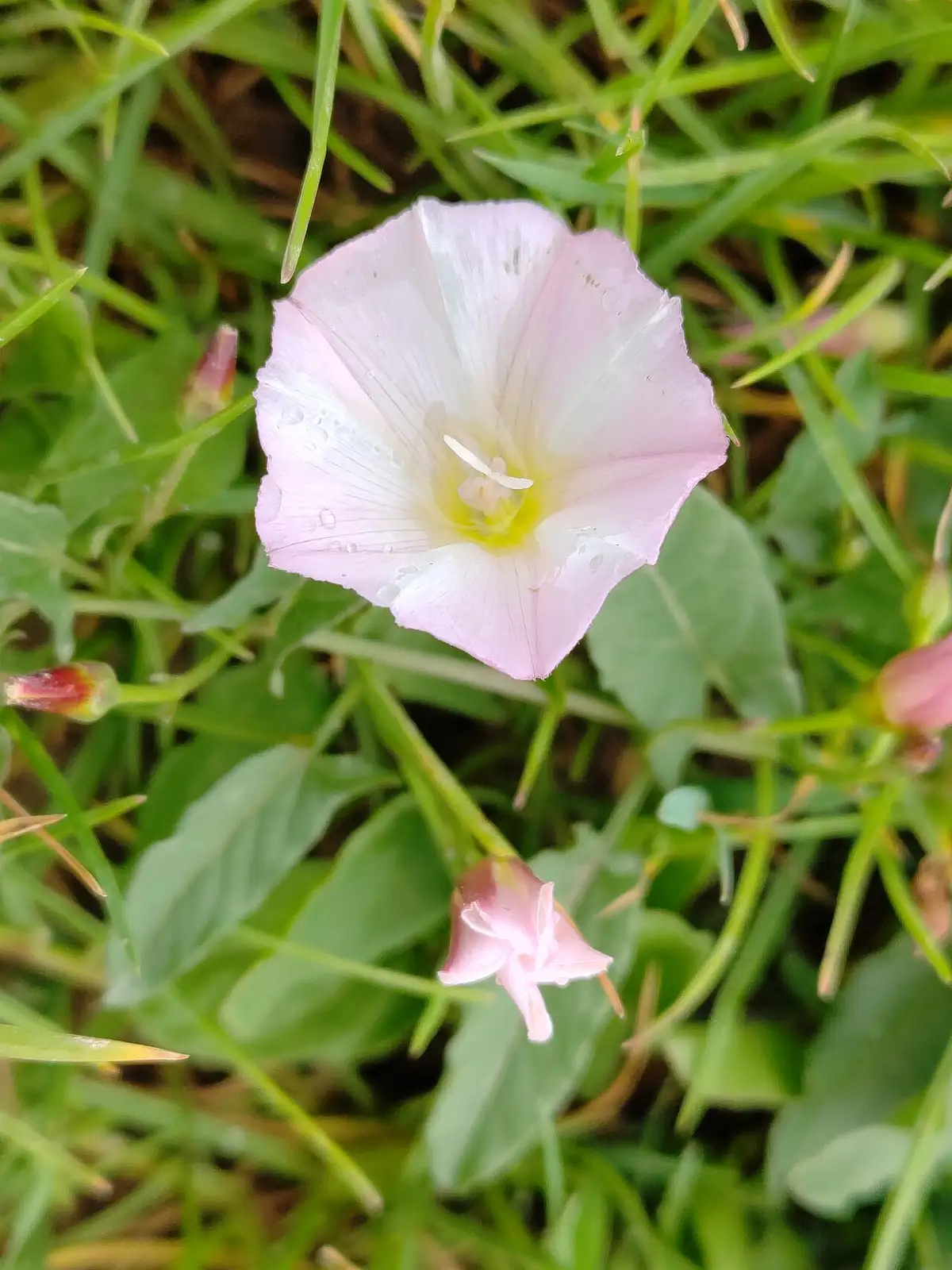 田旋花 (Convolvulus arvensis) — 主图