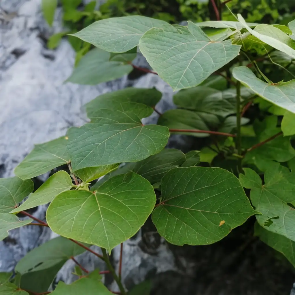 红背山麻杆 (Alchornea trewioides) — 主图