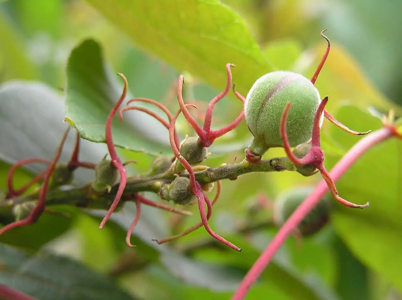 红背山麻杆 (Alchornea trewioides) — 特写