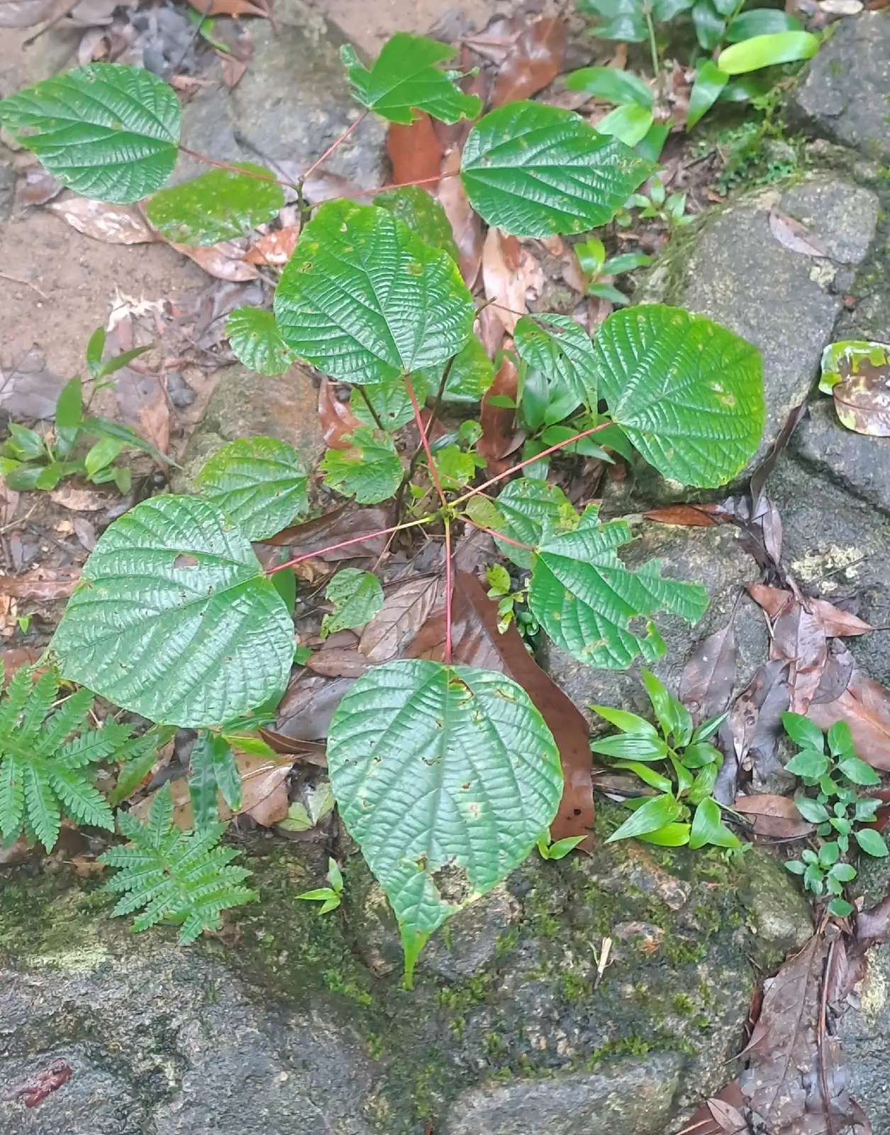 红背山麻杆 (Alchornea trewioides) — 环境展示