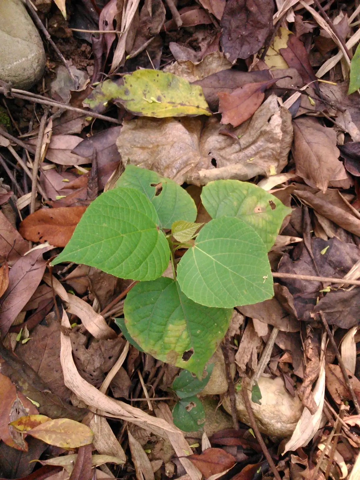 红背山麻杆 (Alchornea trewioides) — 更多视角