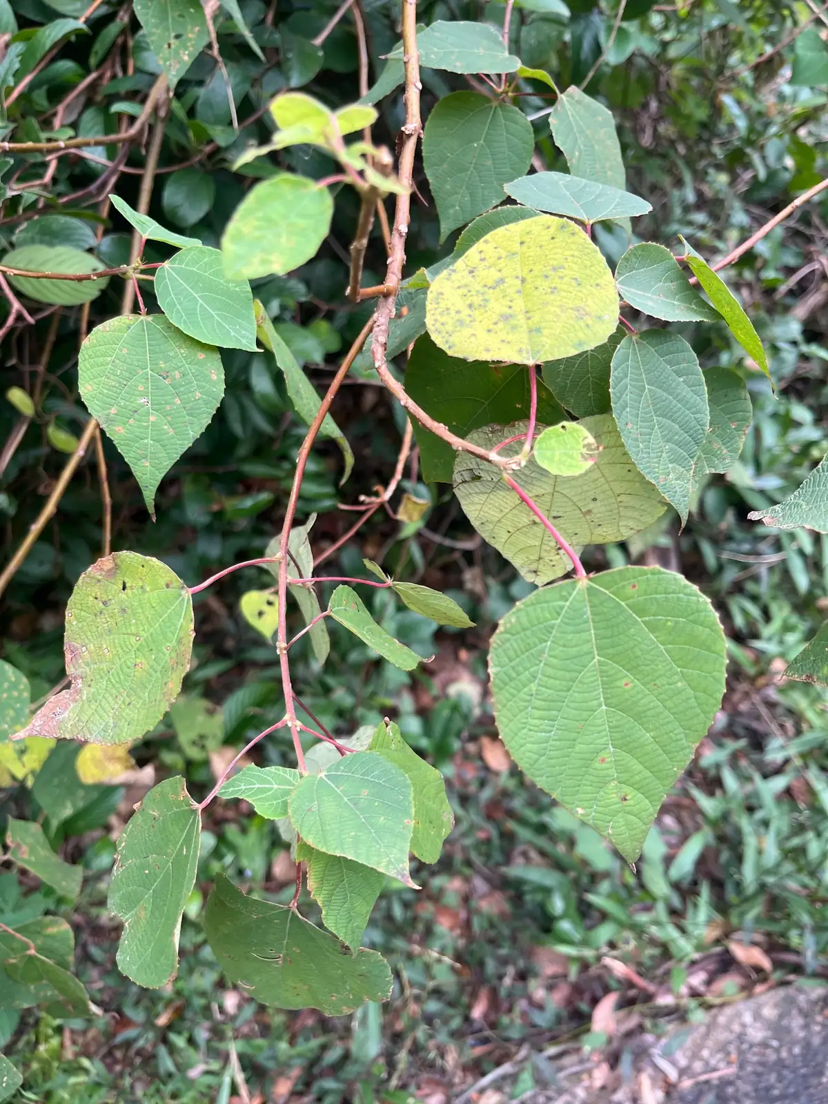红背山麻杆 (Alchornea trewioides) — 更多视角