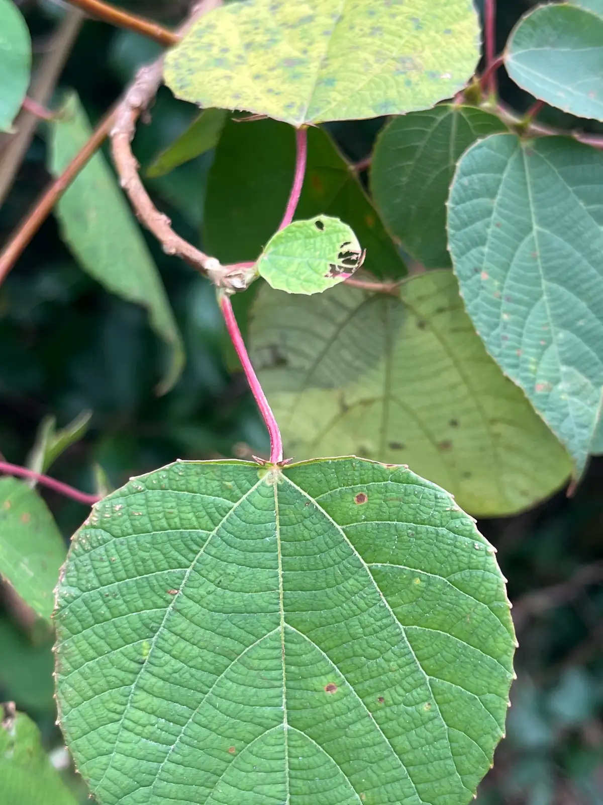 红背山麻杆 (Alchornea trewioides) — 更多视角