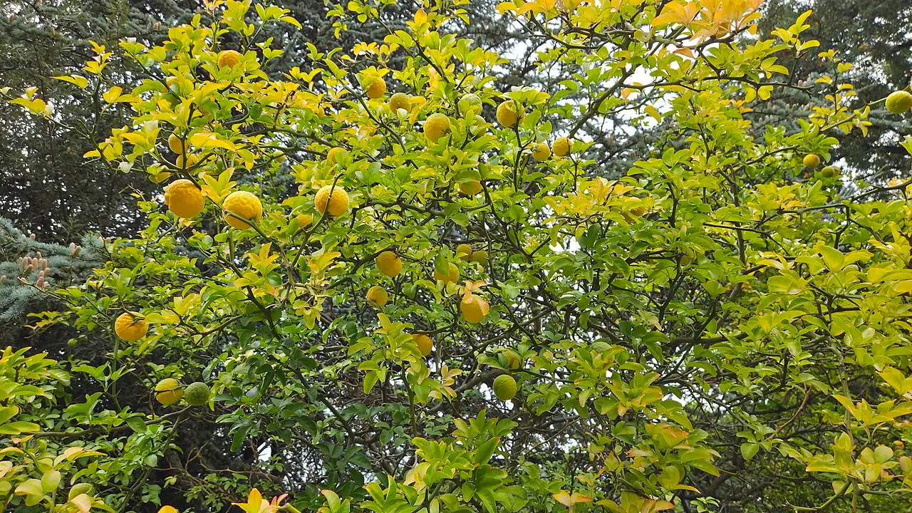 枳 (Poncirus trifoliata) — 更多视角