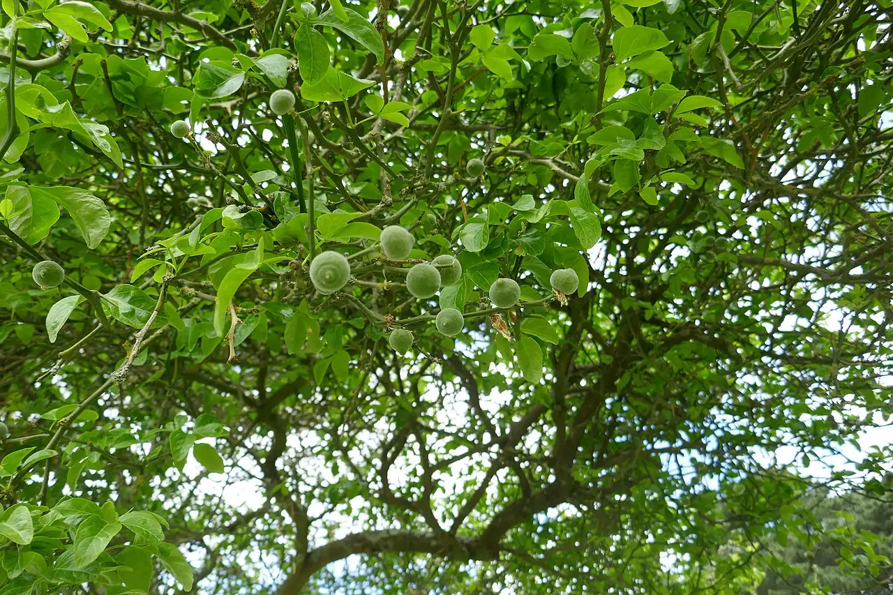 枳 (Poncirus trifoliata) — 更多视角