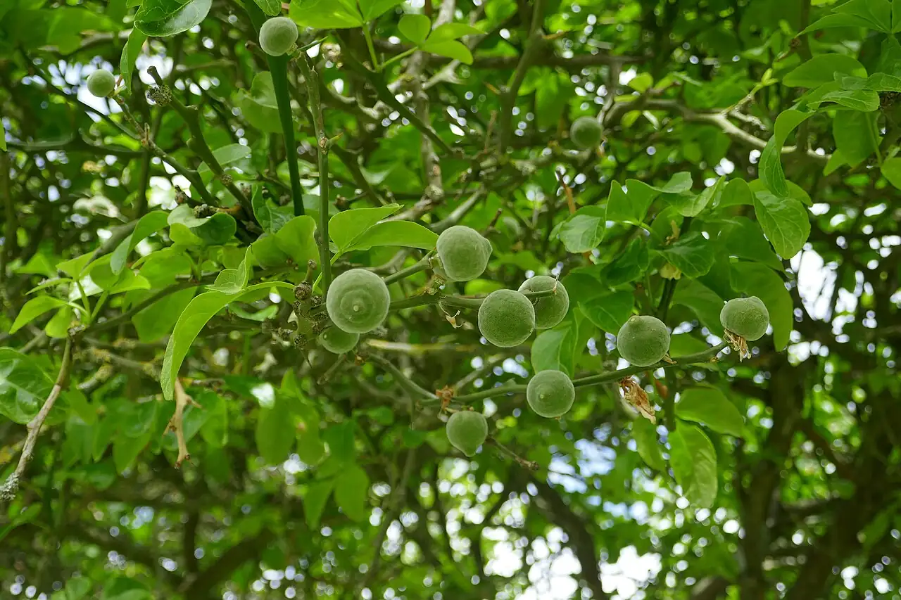 枳 (Poncirus trifoliata) — 更多视角