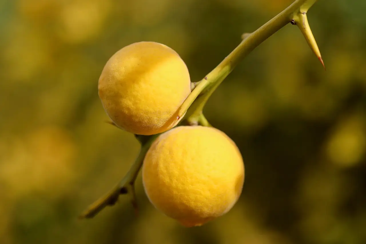 枳 (Poncirus trifoliata) — 细节