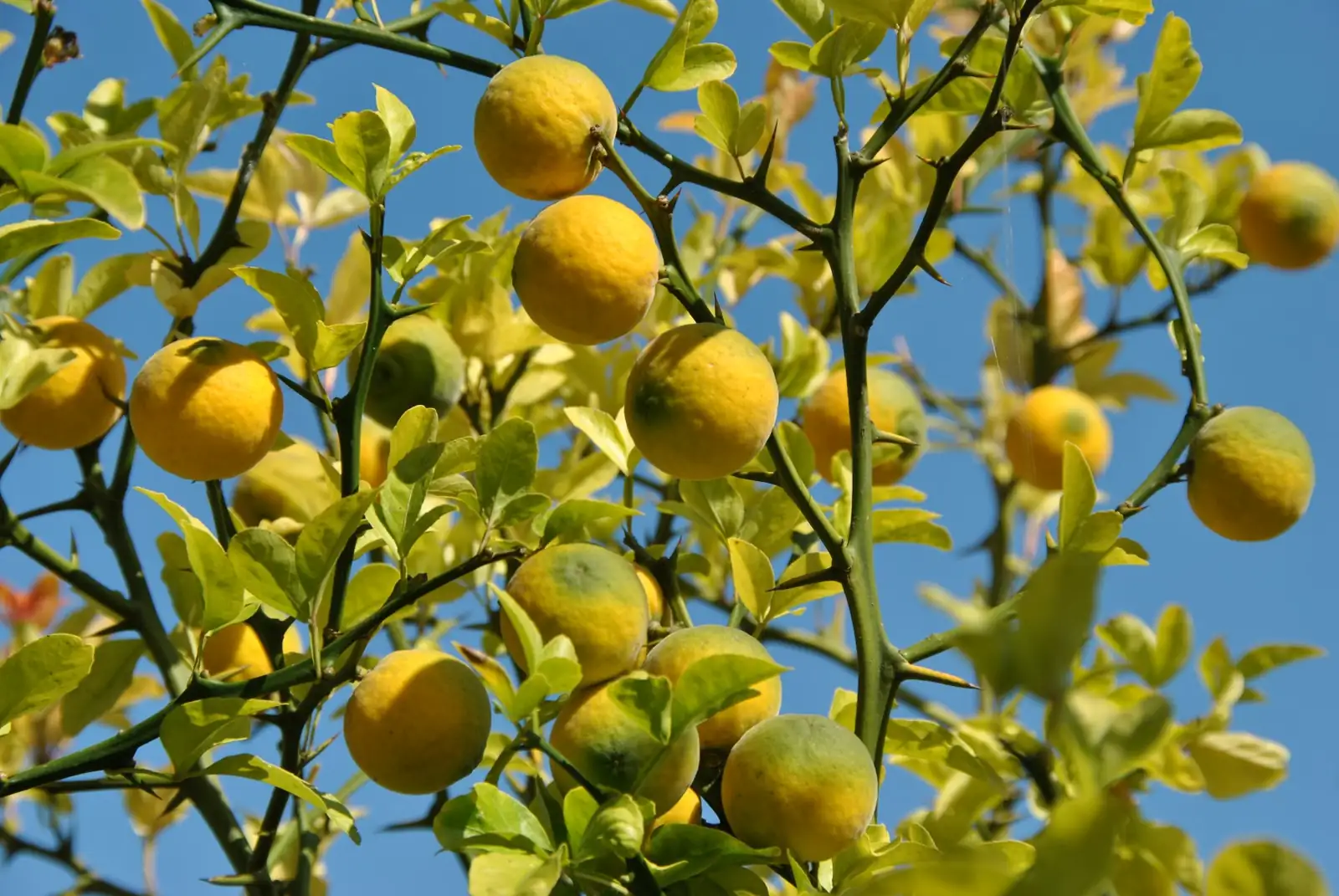 枳 (Poncirus trifoliata) — 主图
