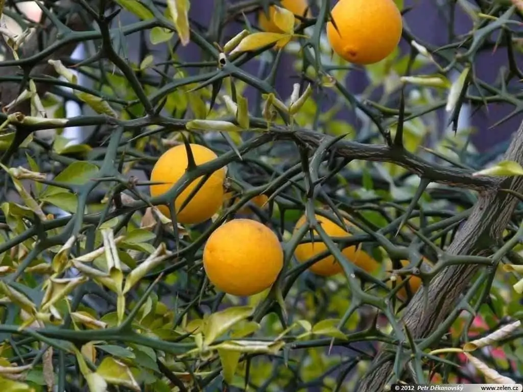 枳 (Poncirus trifoliata) — 特写