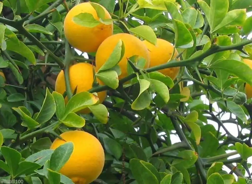 枳 (Poncirus trifoliata) — 环境展示