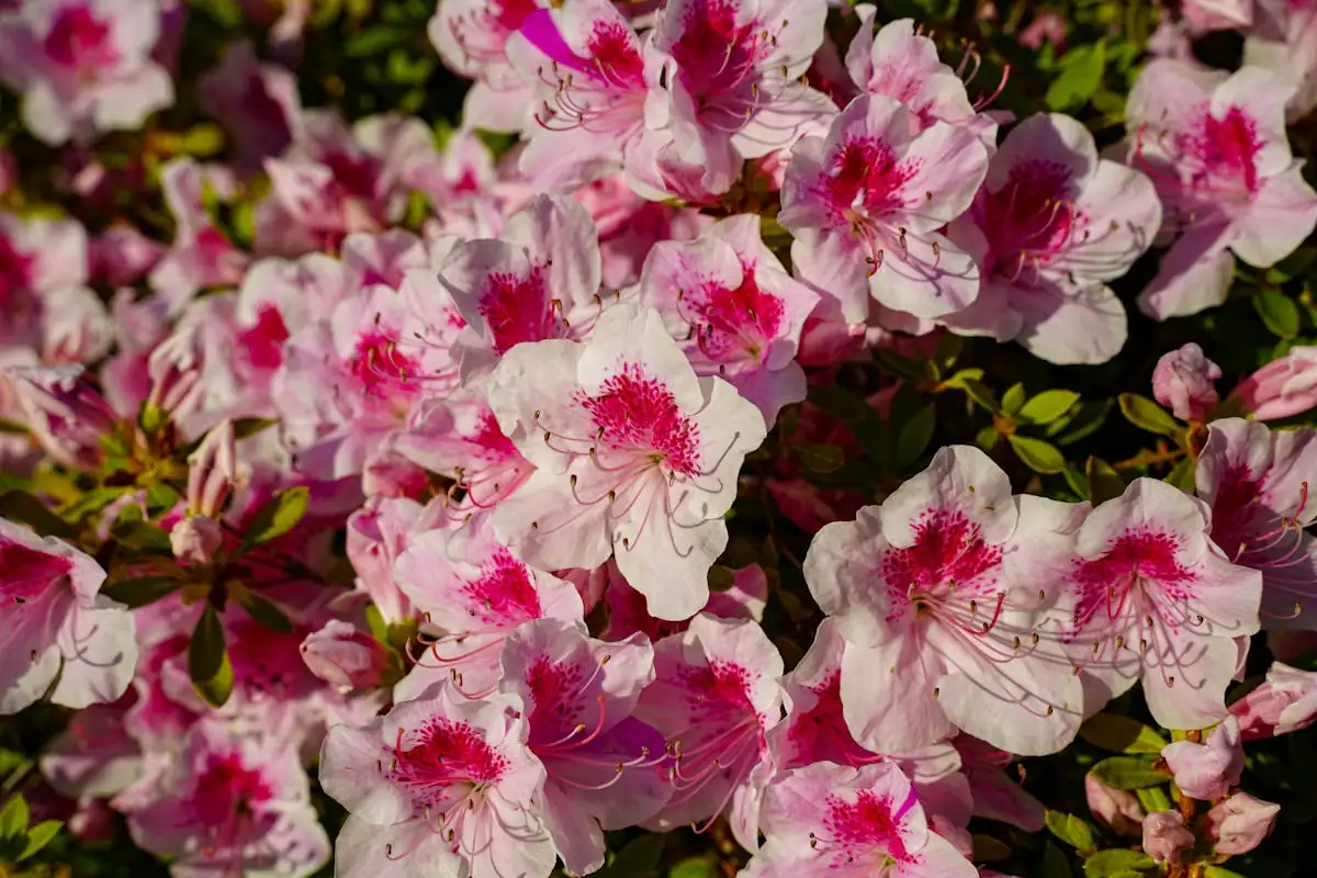 杜鹃花 (Rhododendron simsii) — 环境展示