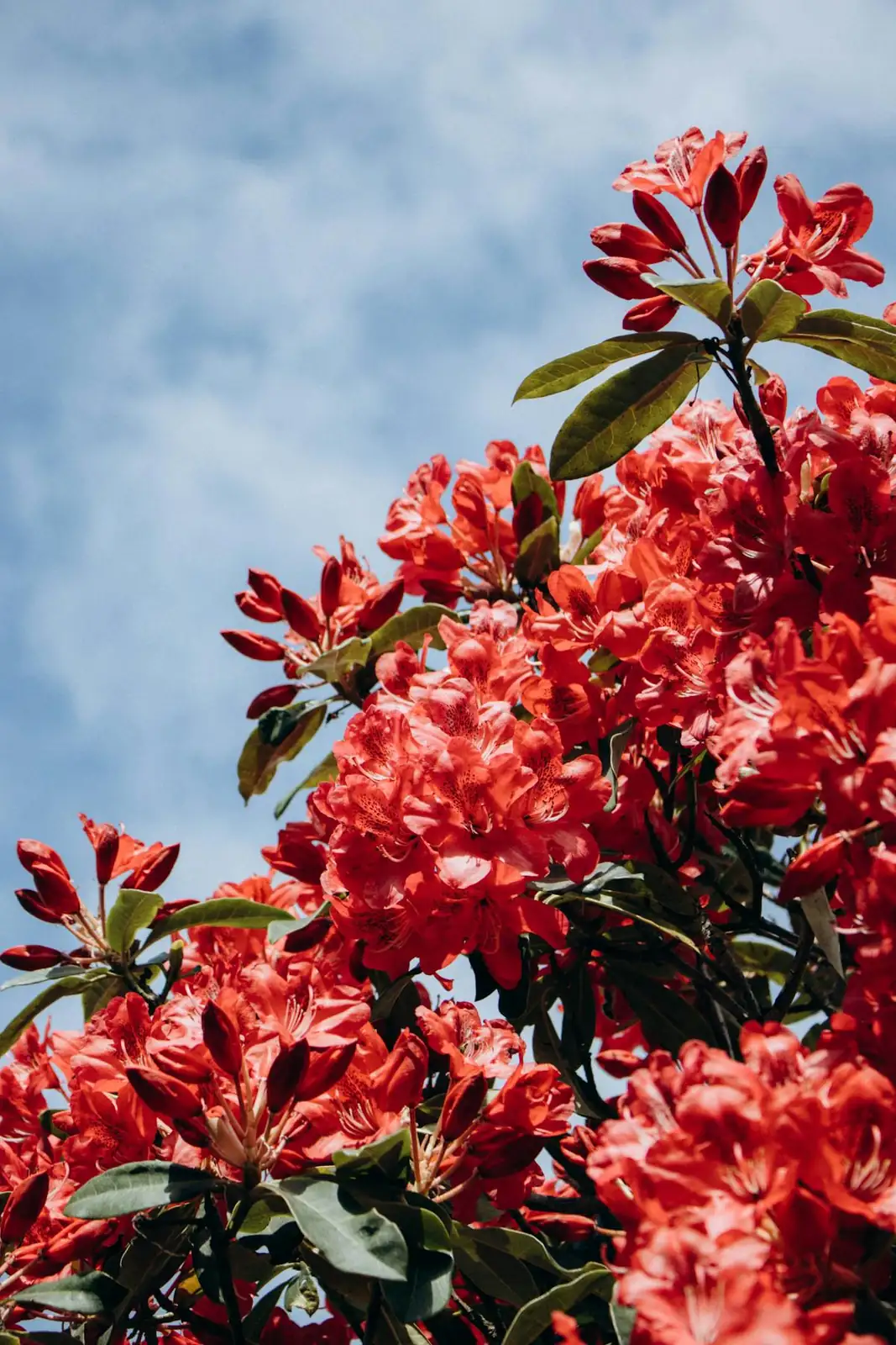 杜鹃花 (Rhododendron simsii) — 特写