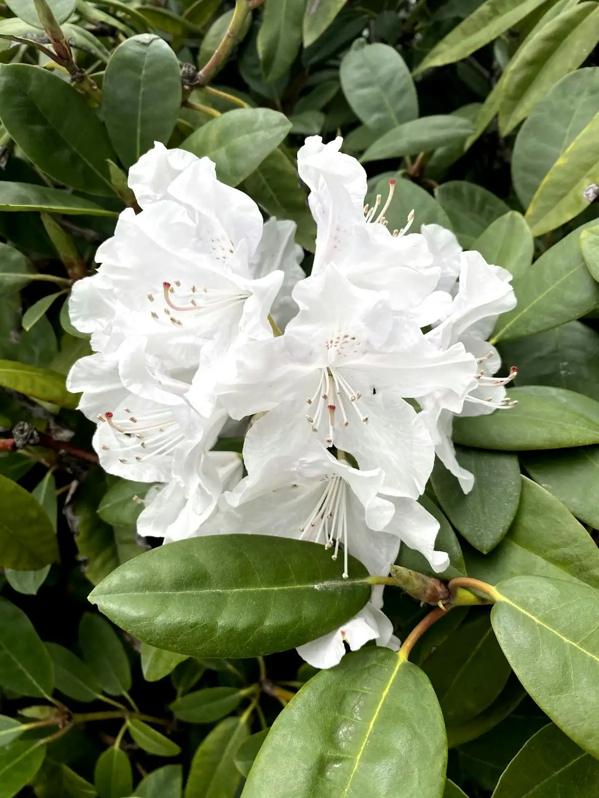 杜鹃花 (Rhododendron simsii) — 更多视角