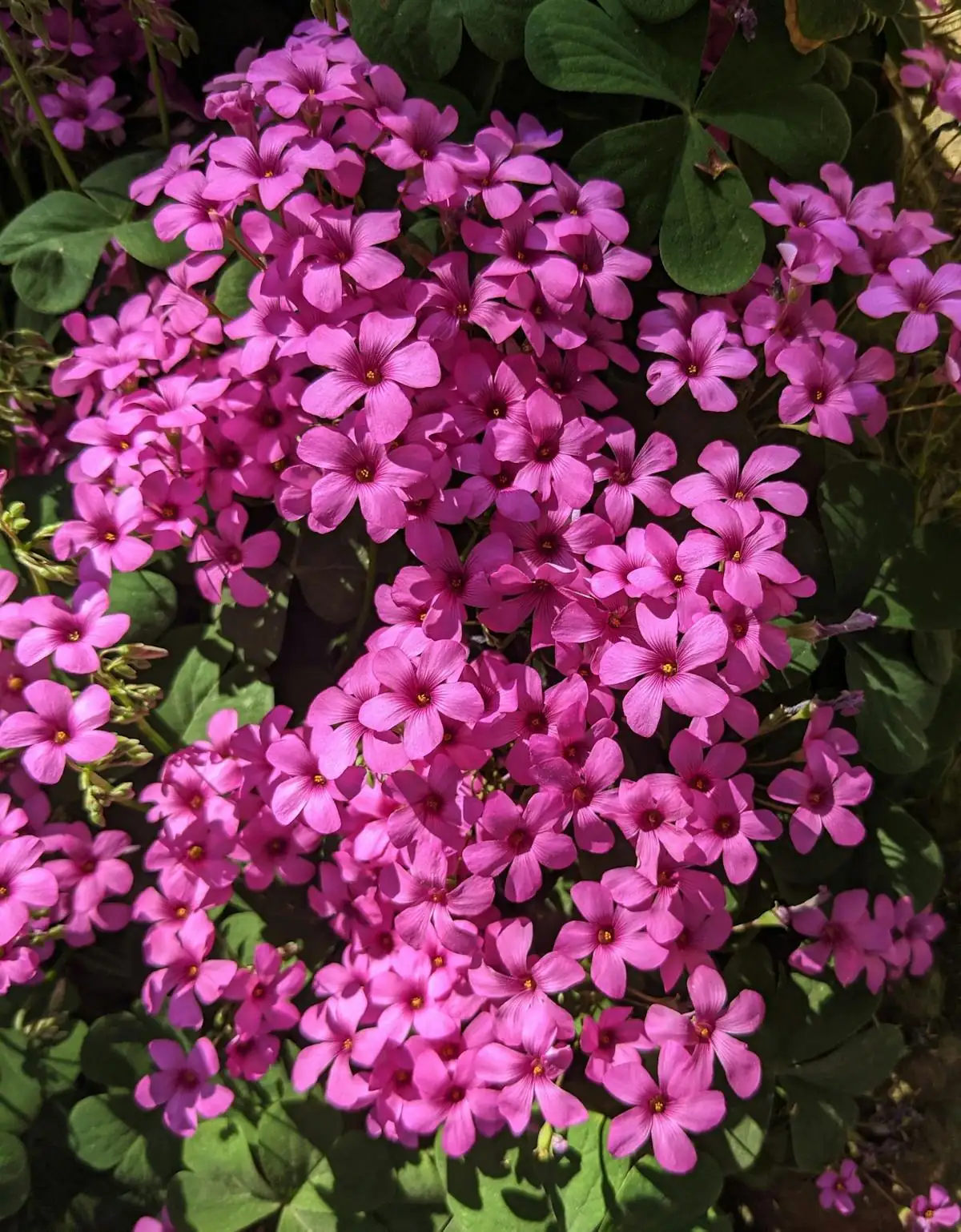杜鹃花 (Rhododendron simsii) — 主图