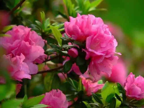 杜鹃花 (Rhododendron simsii) — 更多视角
