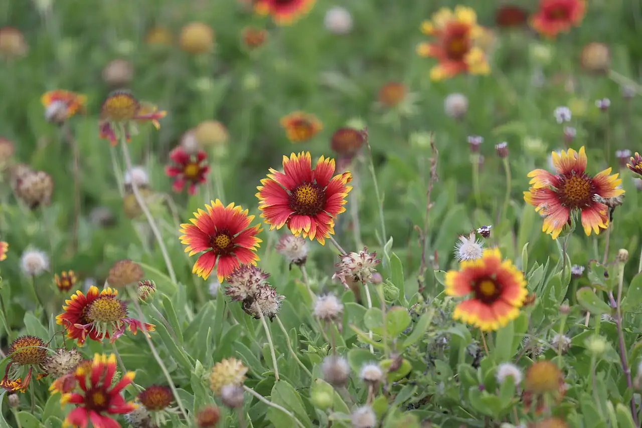 天人菊 (Gaillardia pulchella) — 细节