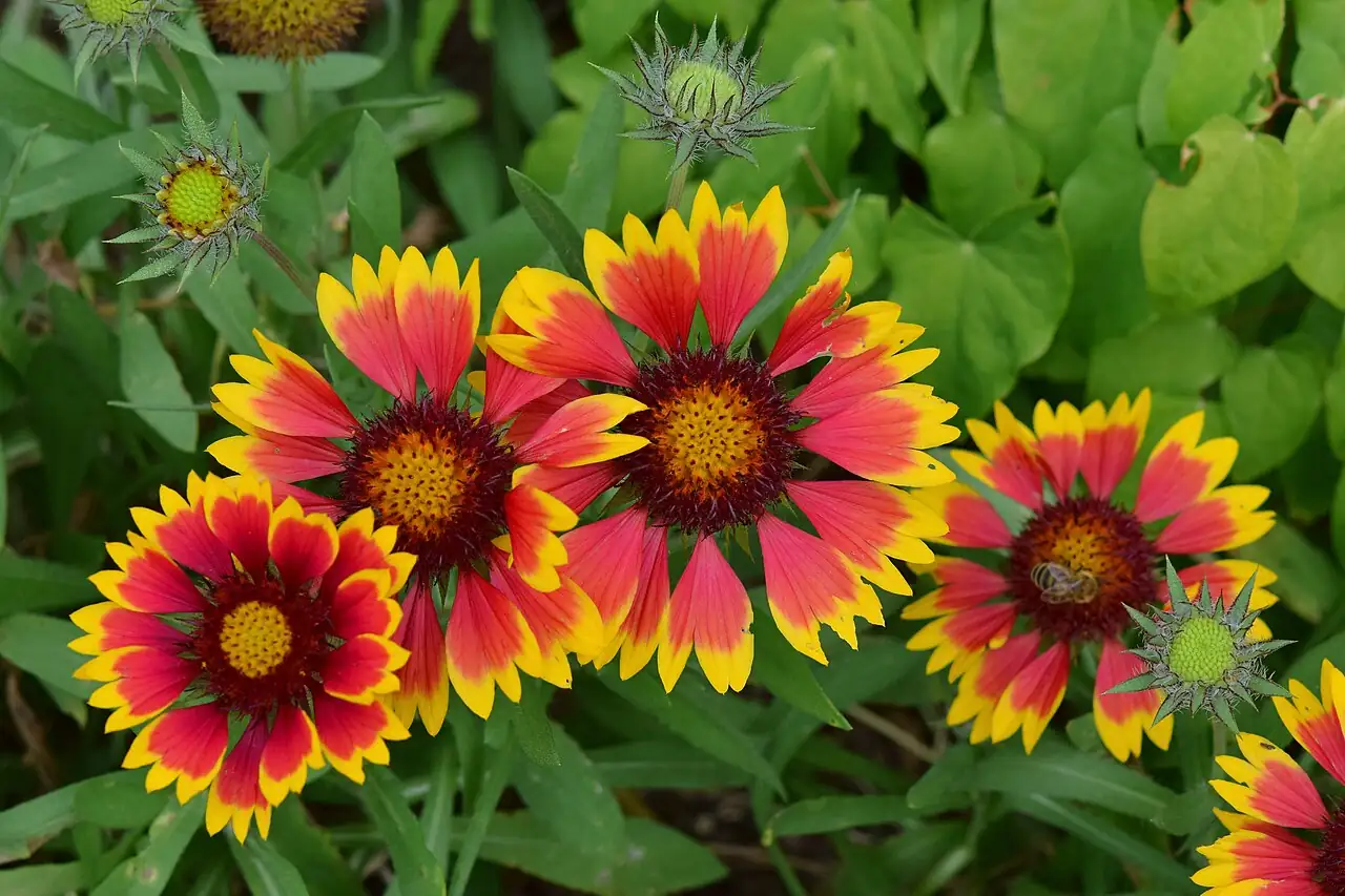 天人菊 (Gaillardia pulchella) — 特写