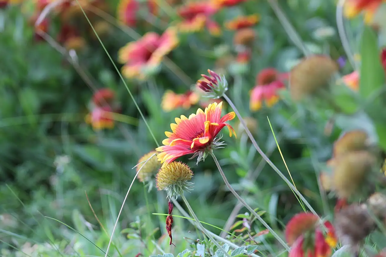 天人菊 (Gaillardia pulchella) — 环境展示