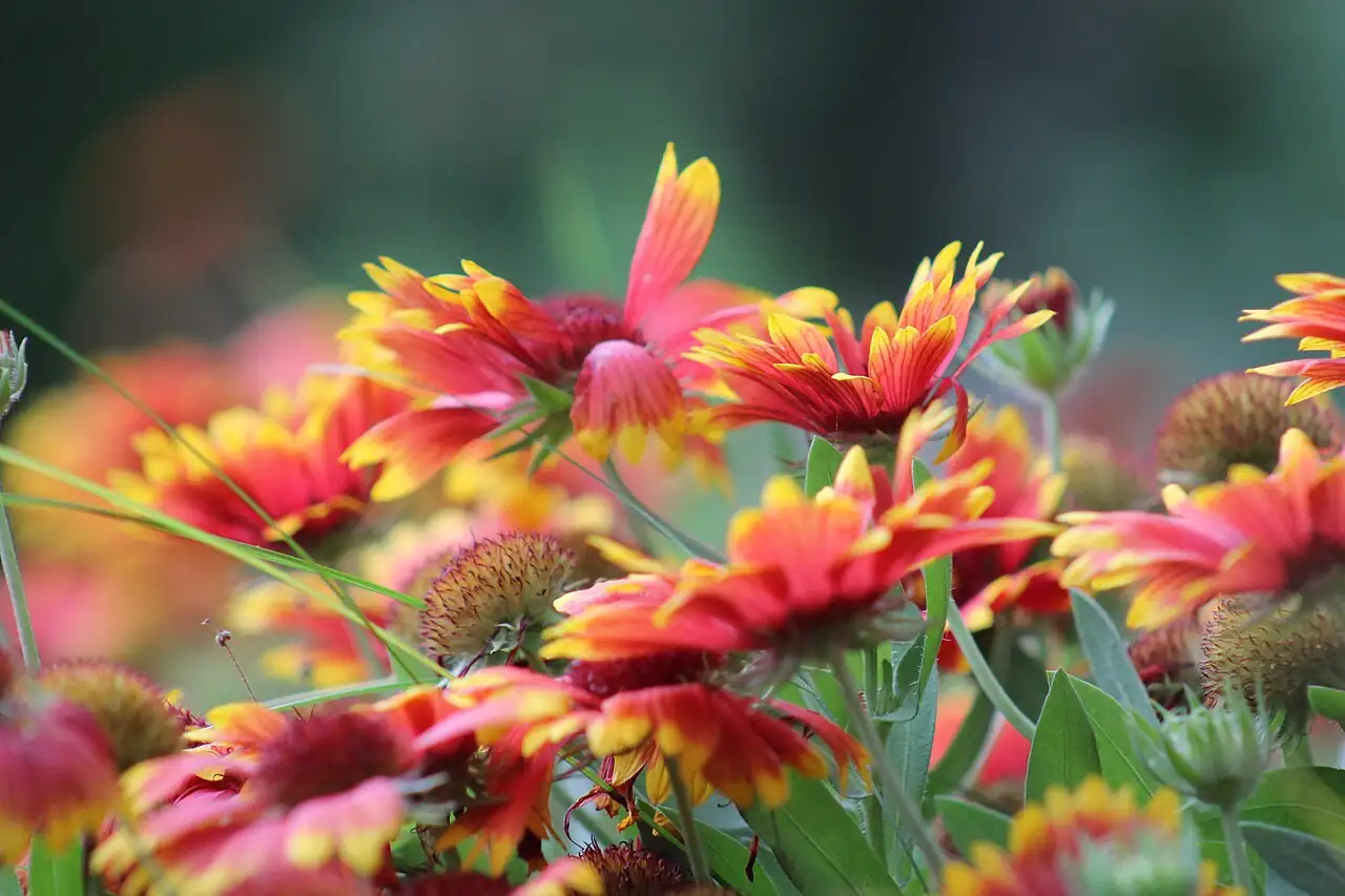 天人菊 (Gaillardia pulchella) — 更多视角