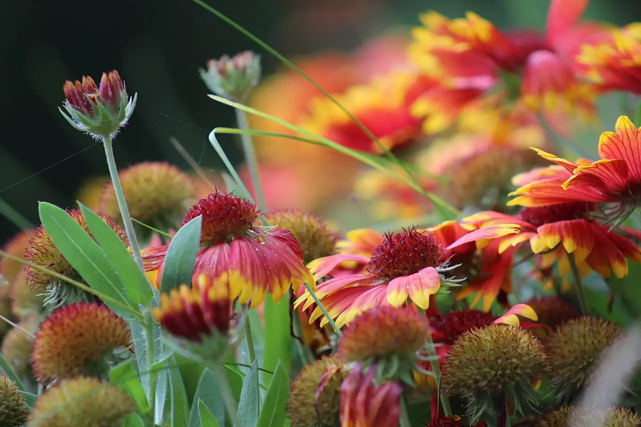 天人菊 (Gaillardia pulchella) — 更多视角