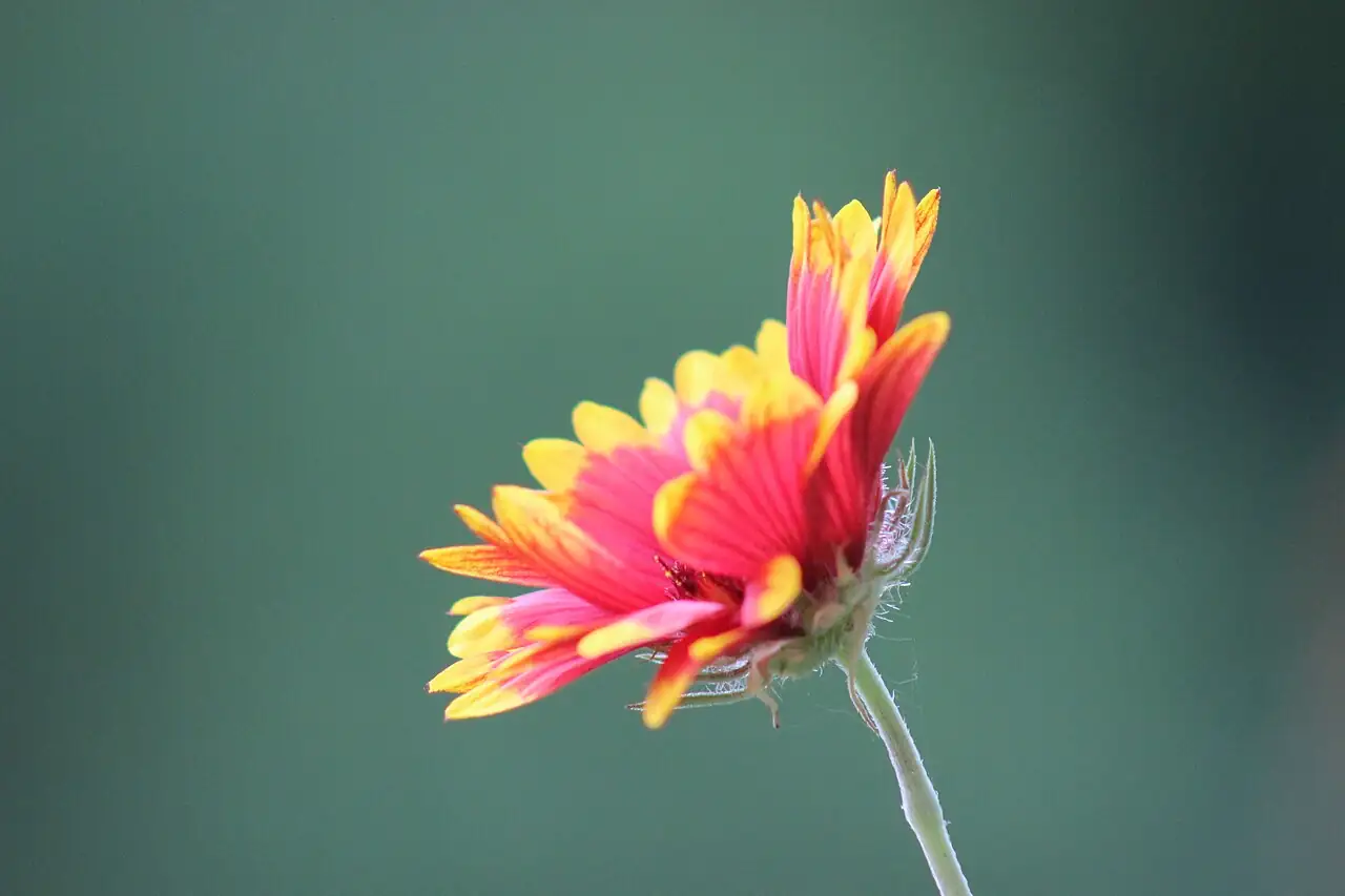 天人菊 (Gaillardia pulchella) — 更多视角