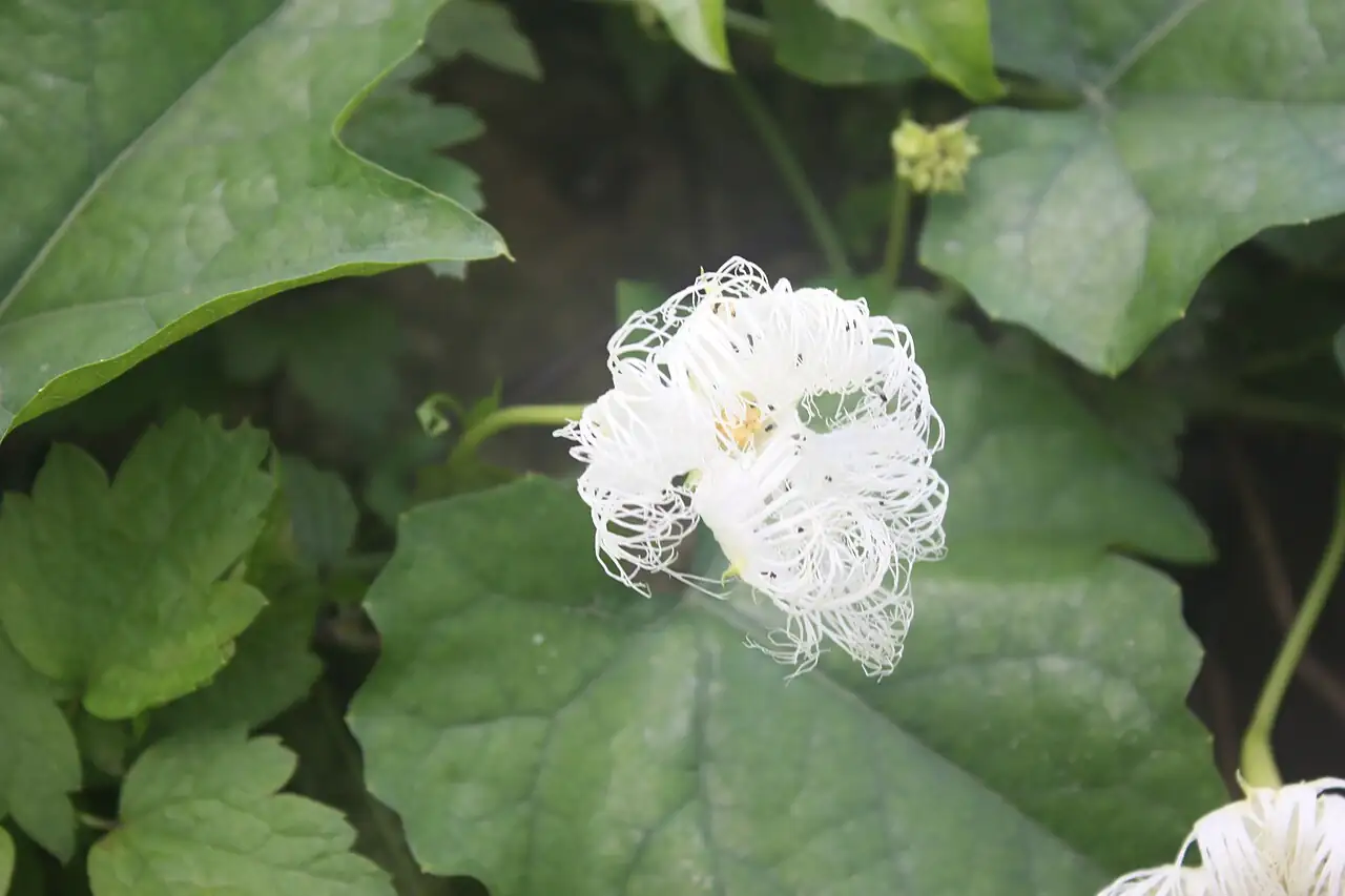 栝楼 (Trichosanthes kirilowii) — 特写