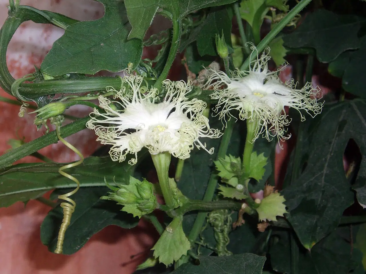 栝楼 (Trichosanthes kirilowii) — 环境展示