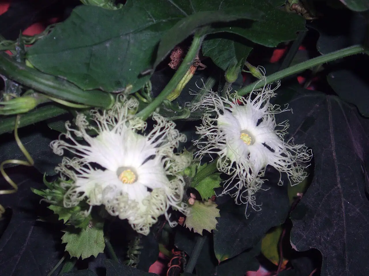 栝楼 (Trichosanthes kirilowii) — 更多视角