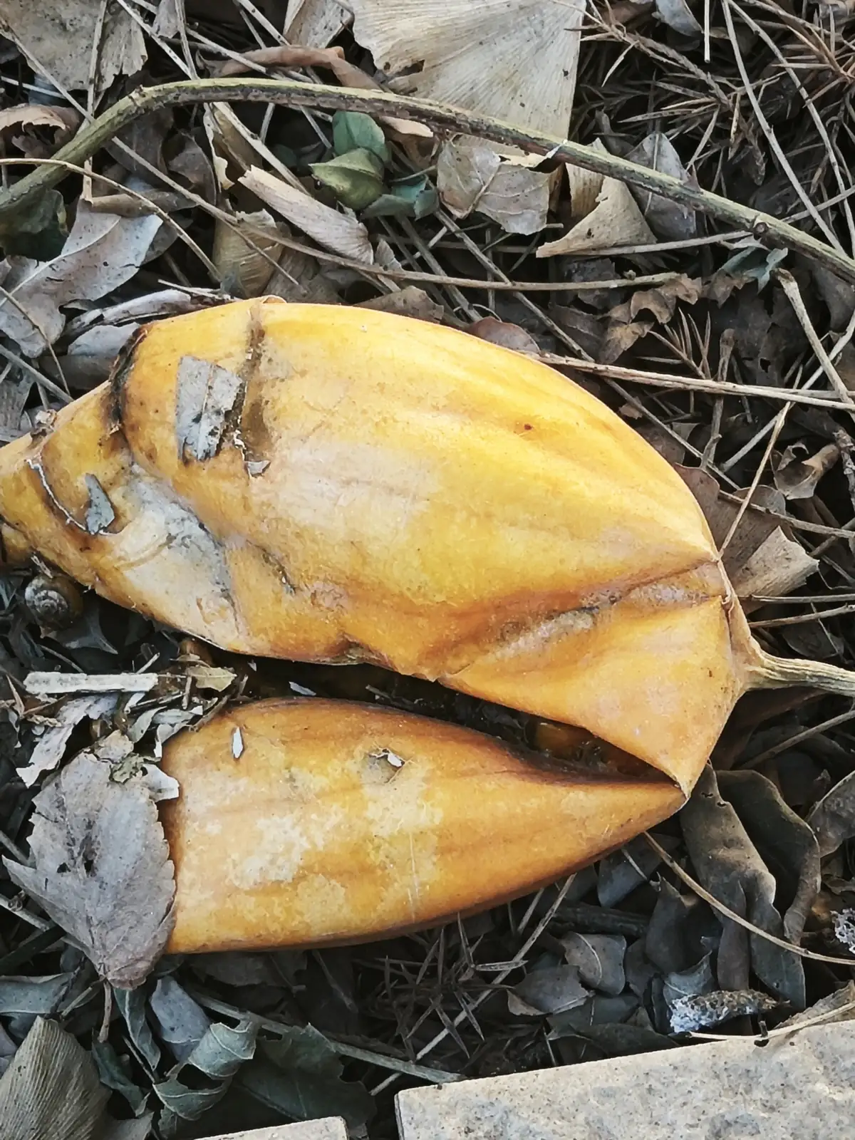 栝楼 (Trichosanthes kirilowii) — 更多视角