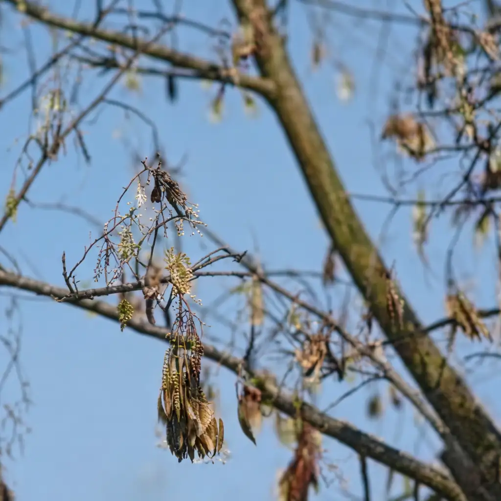 黄檀 (Dalbergia hupeana) — 细节