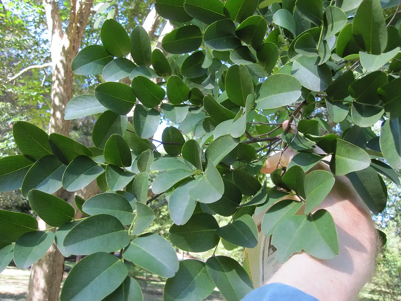 黄檀 (Dalbergia hupeana) — 特写