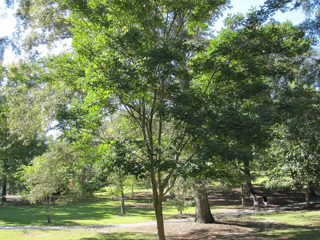 黄檀 (Dalbergia hupeana) — 环境展示