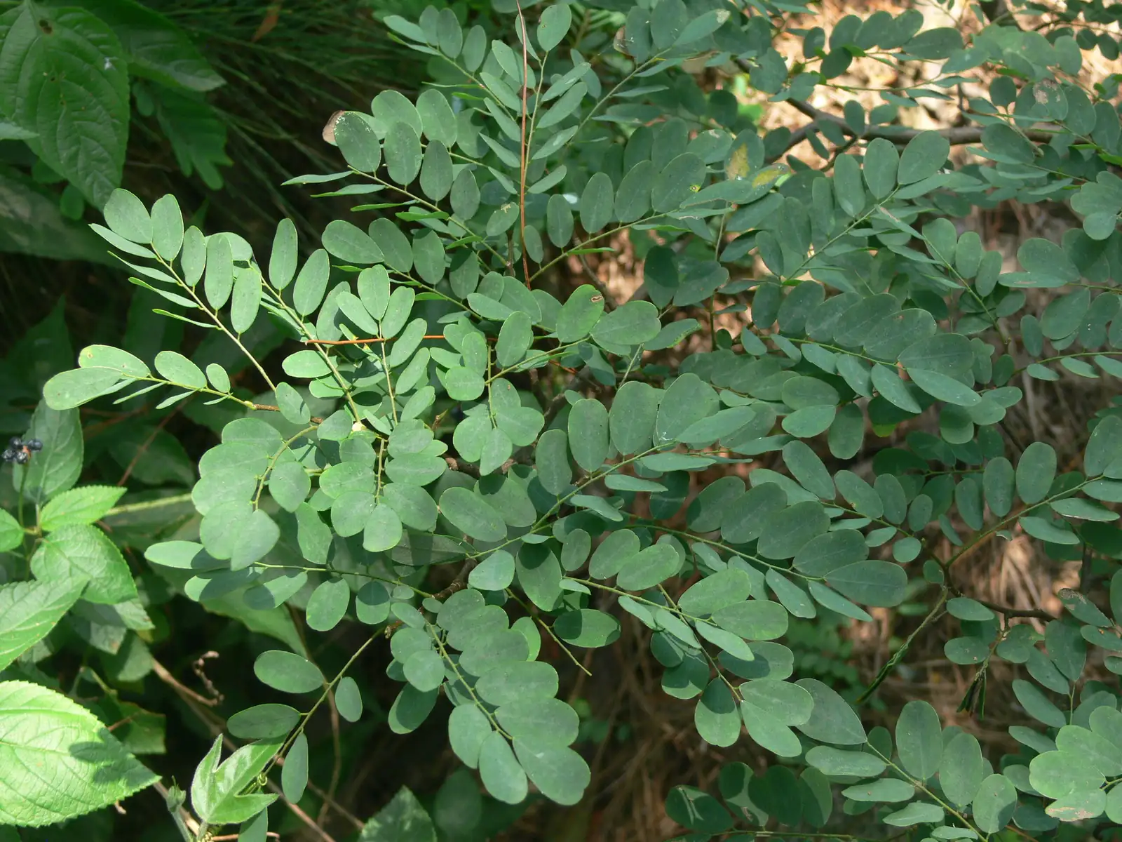黄檀 (Dalbergia hupeana) — 更多视角