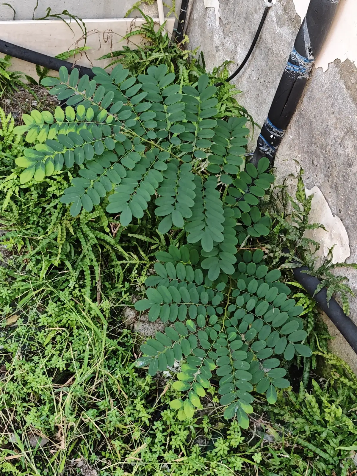 黄檀 (Dalbergia hupeana) — 更多视角