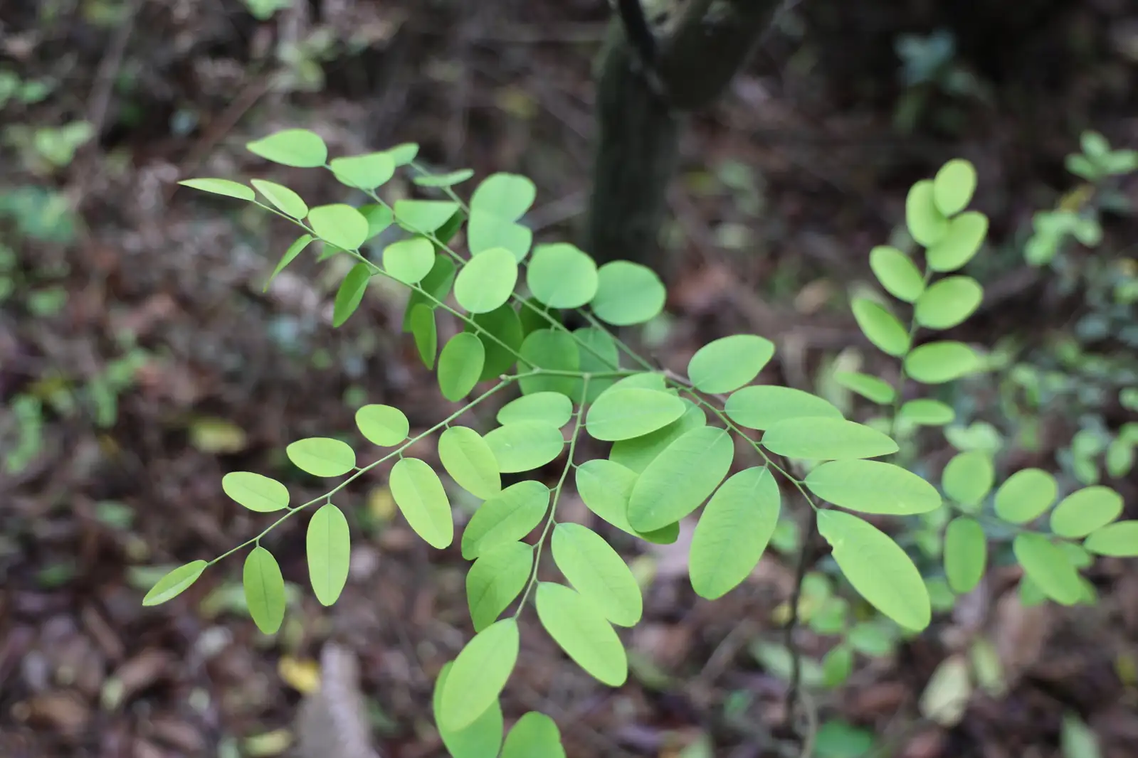 黄檀 (Dalbergia hupeana) — 更多视角