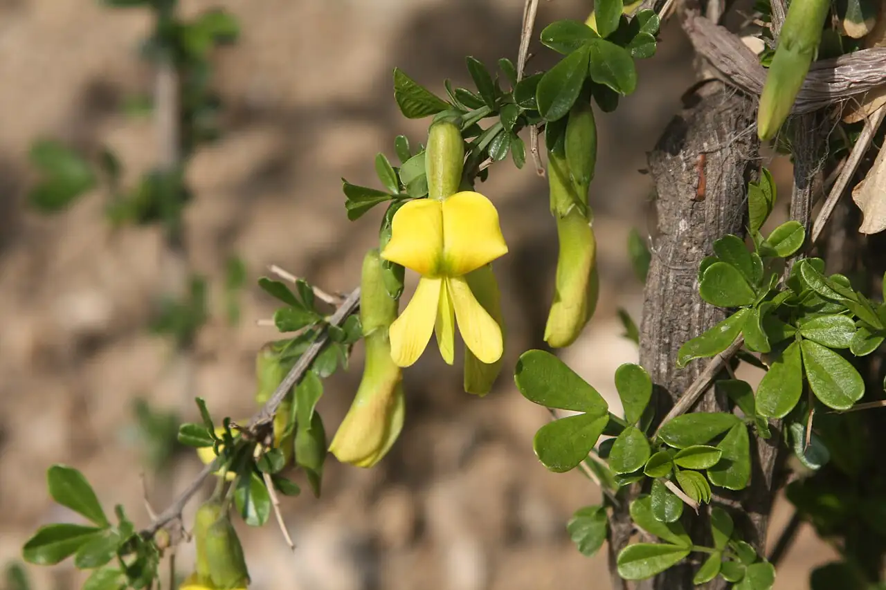 锦鸡儿 (Caragana sinica) — 细节