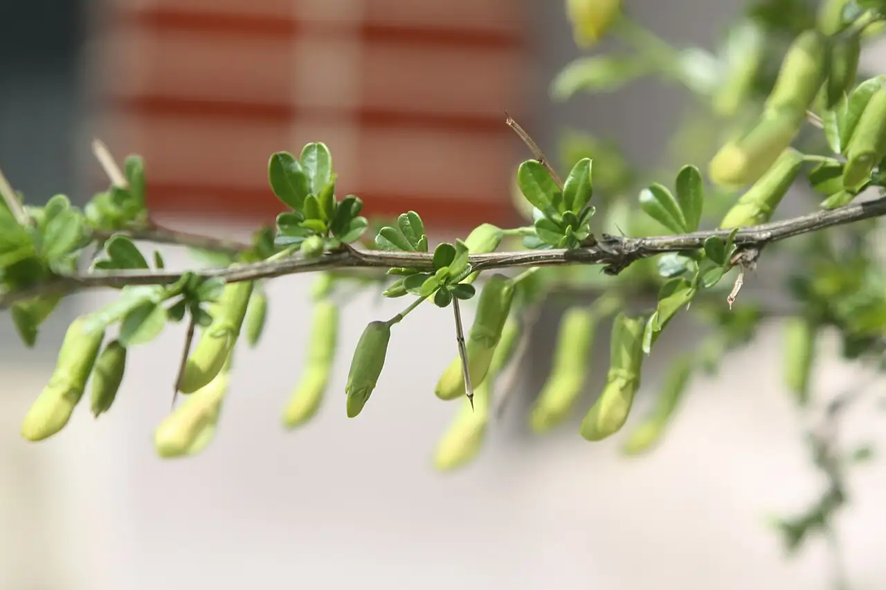 锦鸡儿 (Caragana sinica) — 更多视角