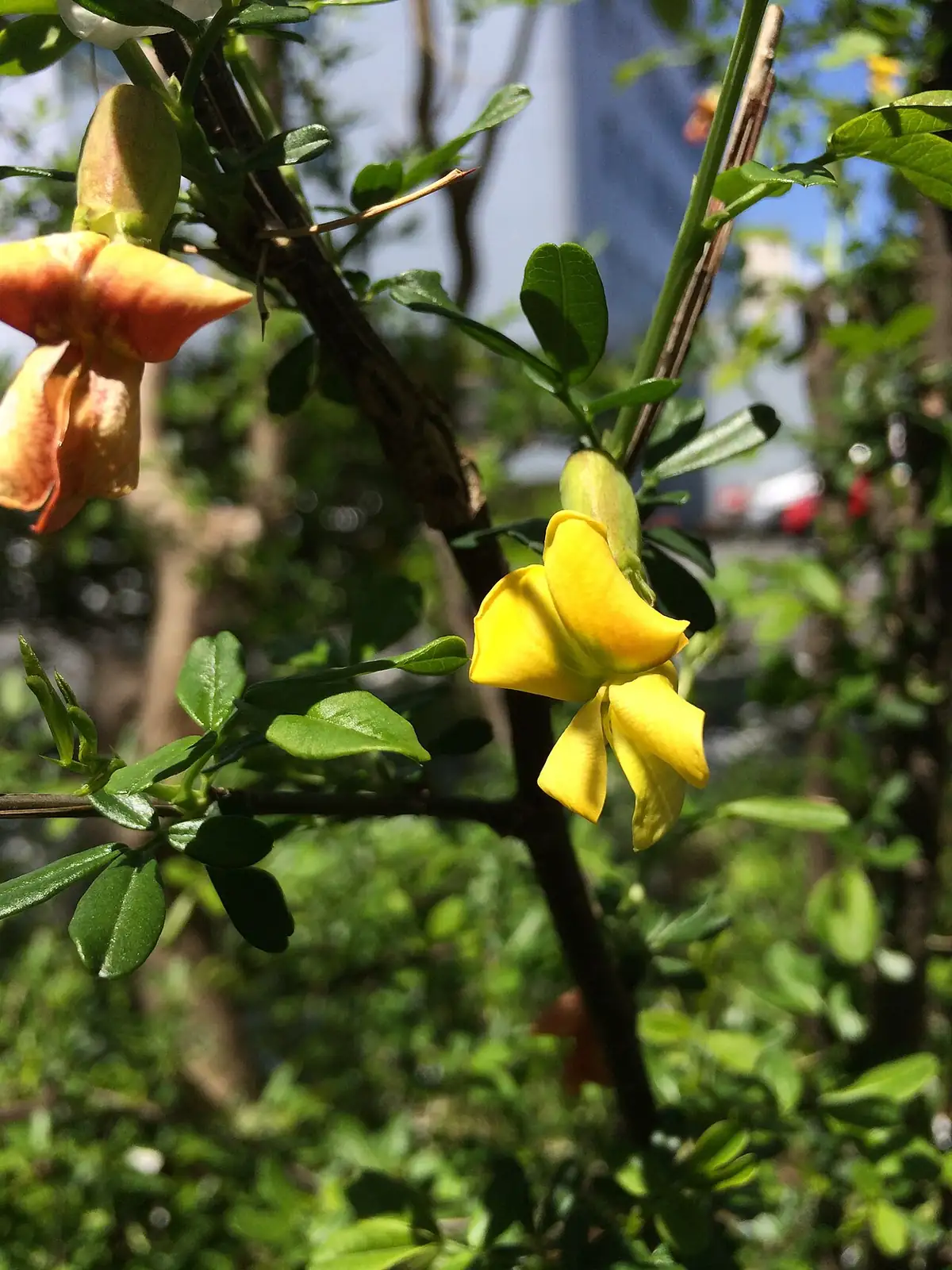 锦鸡儿 (Caragana sinica) — 特写