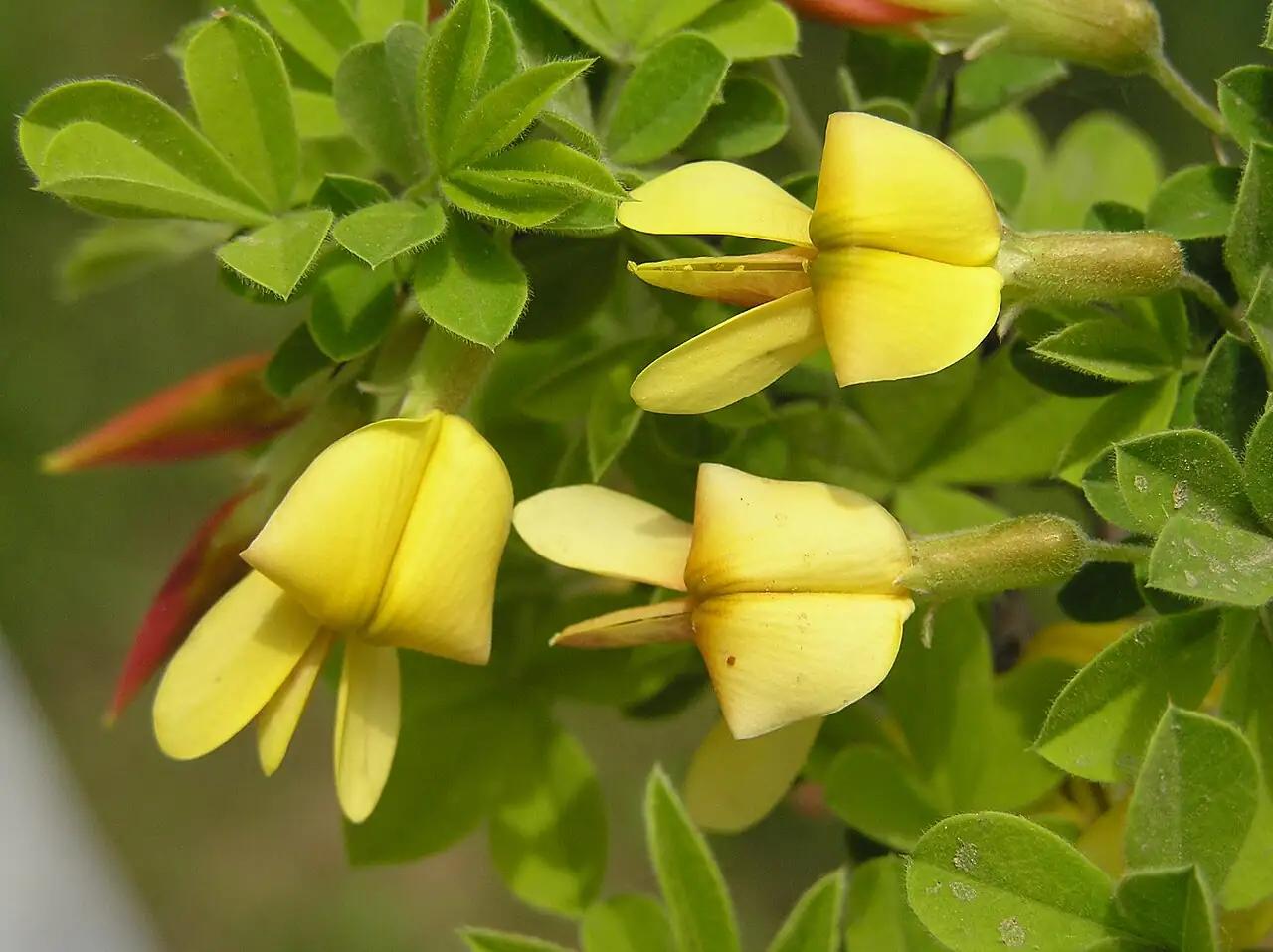 锦鸡儿 (Caragana sinica) — 环境展示