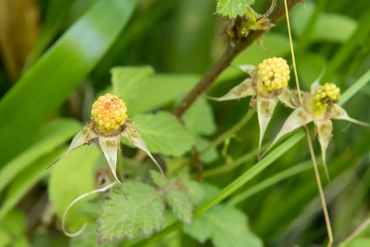蓬莱 (Rubus hirsutus) — 更多视角