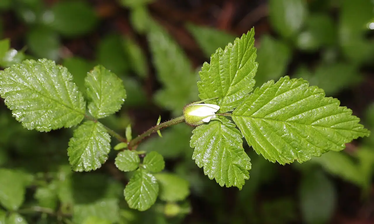 蓬莱 (Rubus hirsutus) — 主图