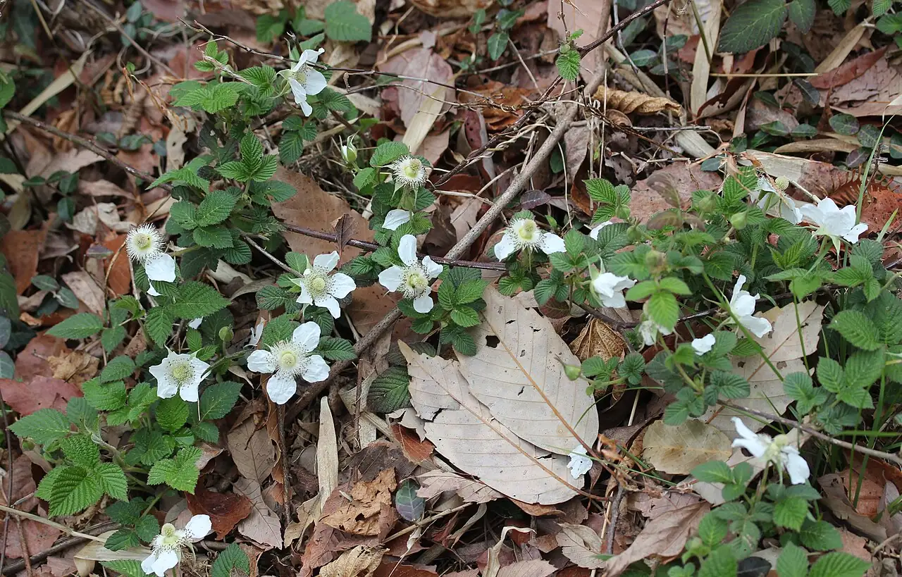 蓬莱 (Rubus hirsutus) — 更多视角