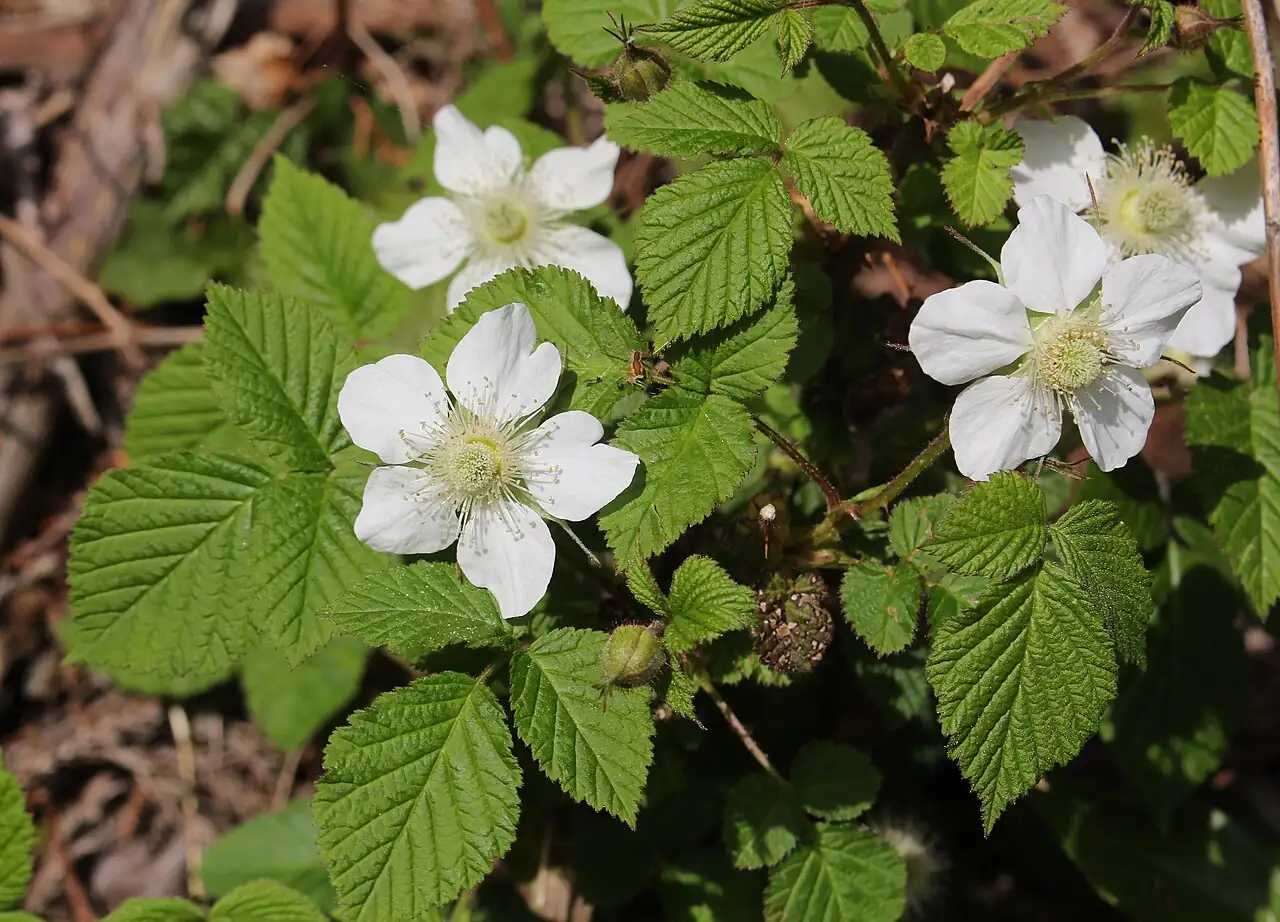 蓬莱 (Rubus hirsutus) — 细节