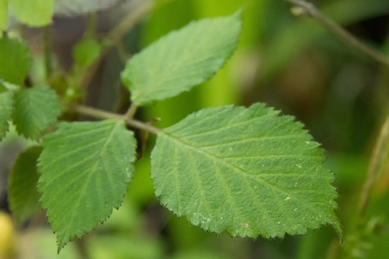 蓬莱 (Rubus hirsutus) — 更多视角