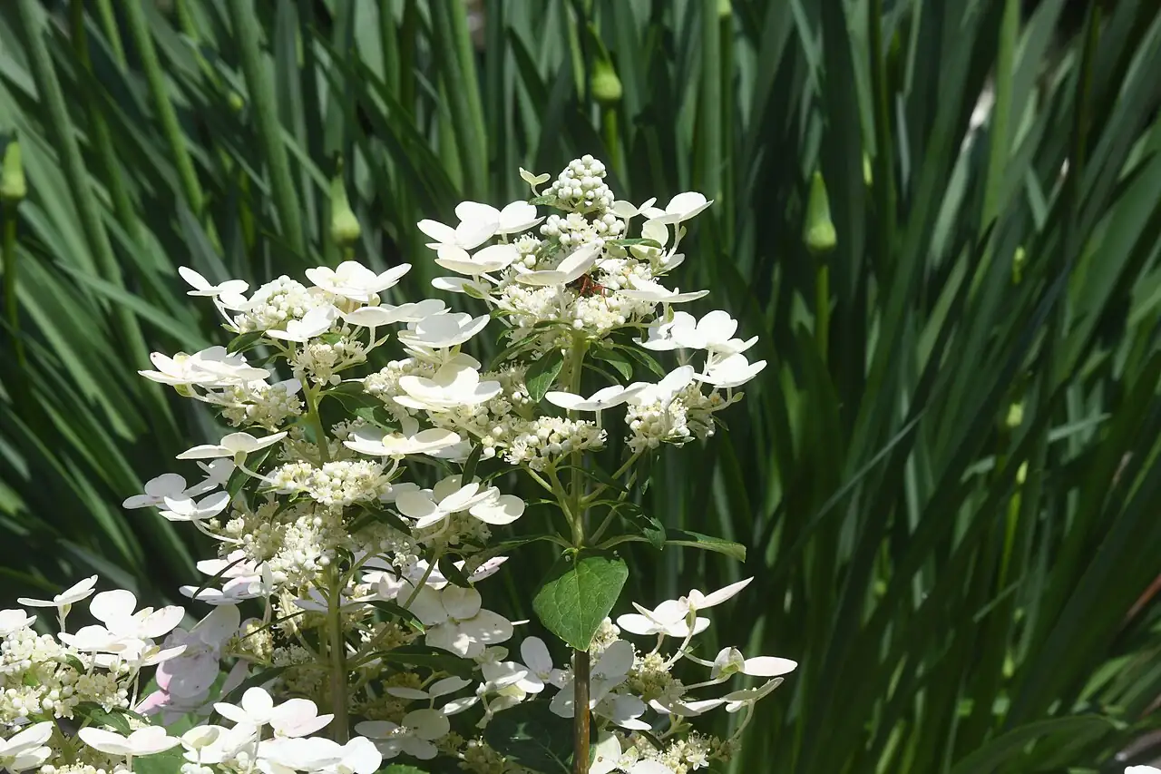 圆锥绣球 (Hydrangea paniculata) — 更多视角