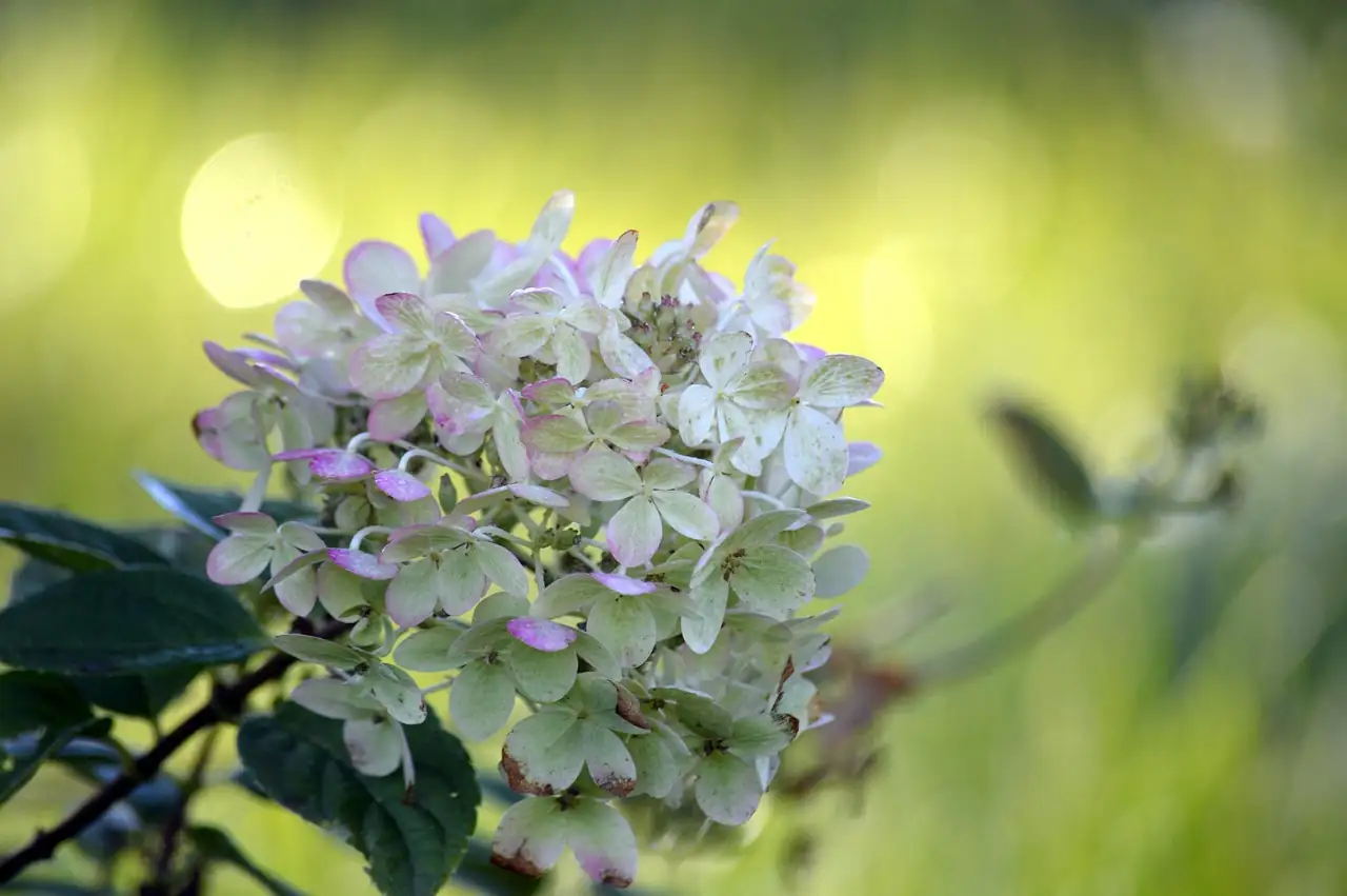 圆锥绣球 (Hydrangea paniculata) — 主图