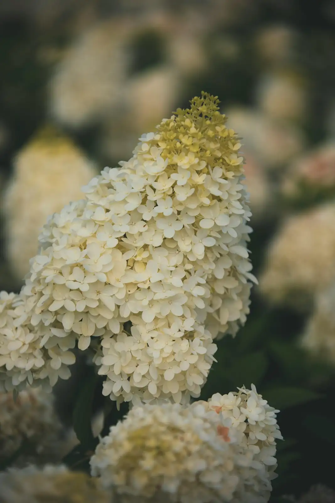 圆锥绣球 (Hydrangea paniculata) — 更多视角