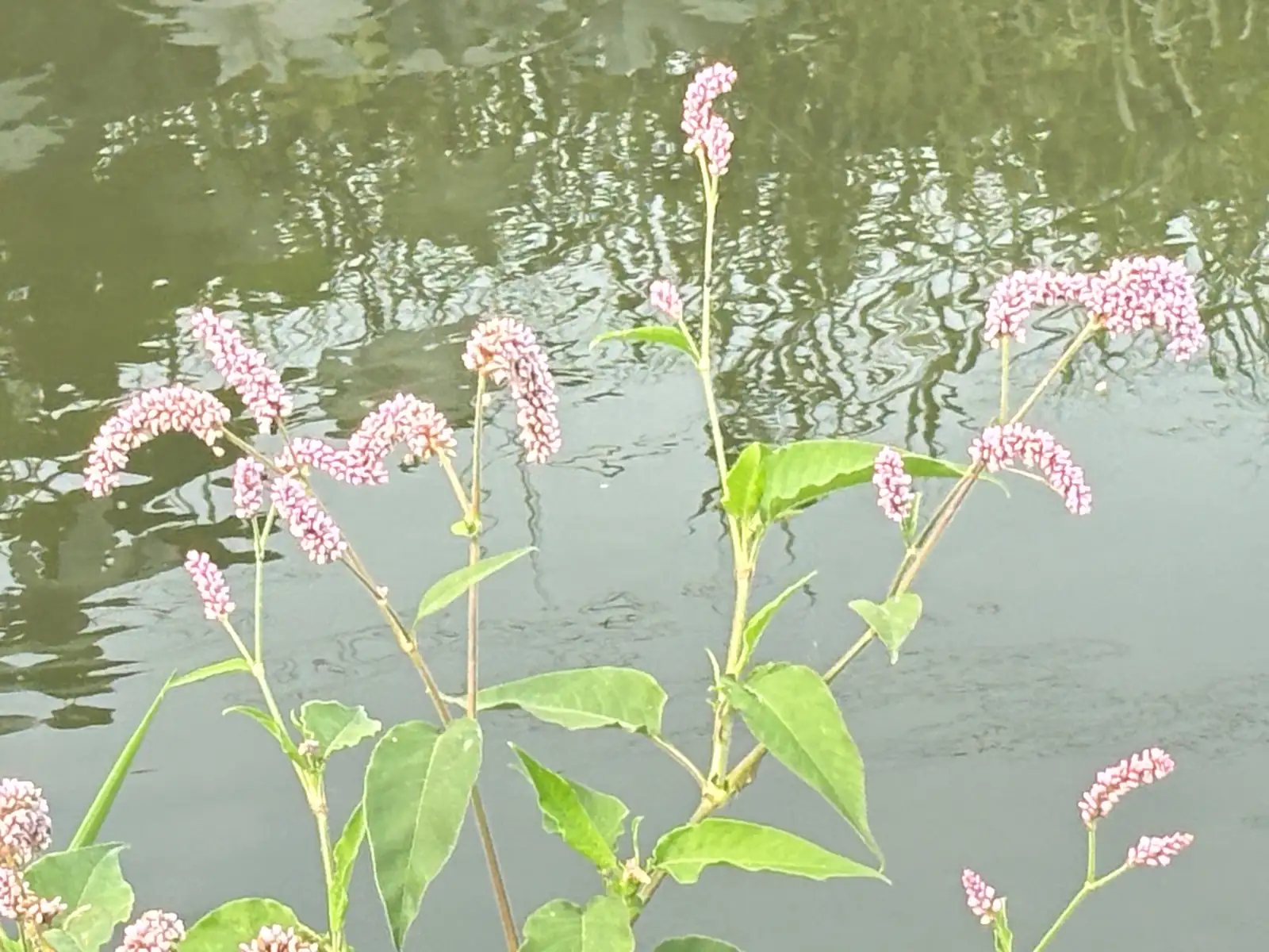 红蓼 (Polygonum orientale) — 更多视角