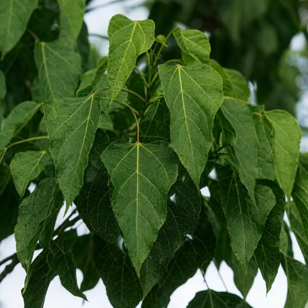 栾 (Catalpa bungei) — 主图