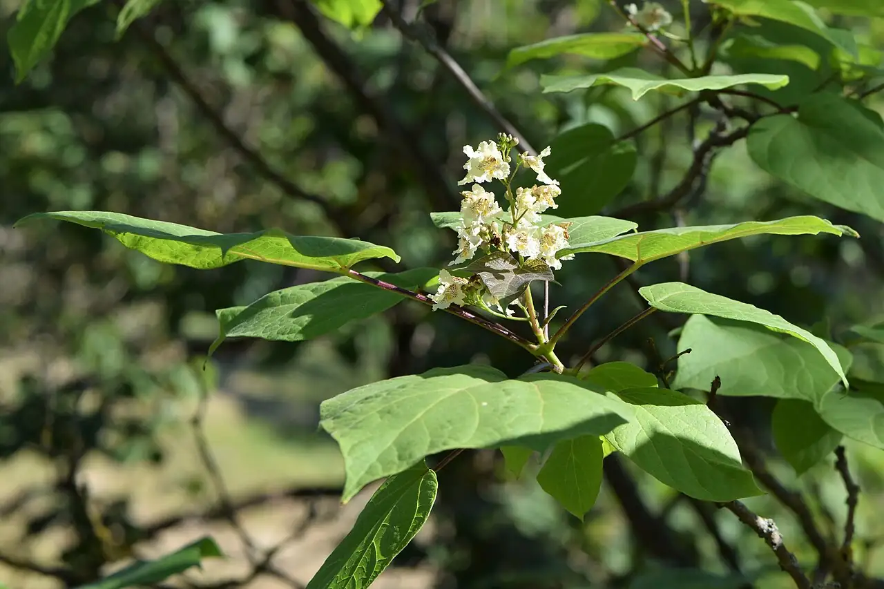 栾 (Catalpa bungei) — 特写